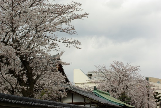 IMGP5197.jpg