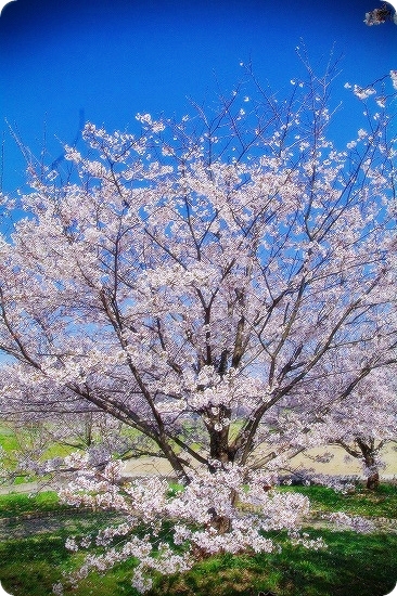IMGP5790.jpg